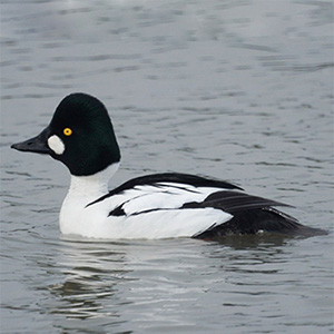 Common Goldeneye